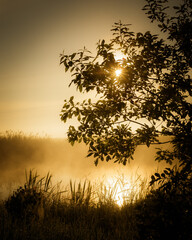 Tree at sunrise