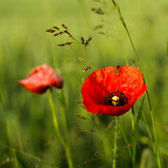 red flowers