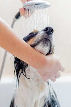 portrait of dog enjoying a shower in the bathtub