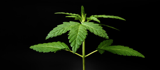 young green cannabis plant on dark background.