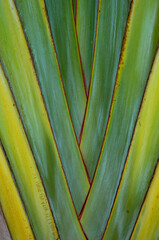 Closeup of a Traveler Palm Tree Trunk.