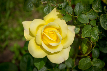 gelbe Rose