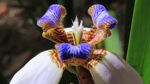 Extreme close-up on the exotic-looking Walking iris flower. 