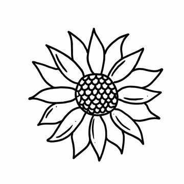 Sunflower in hand drawn doodle style. Floral sketch isolated on white background.