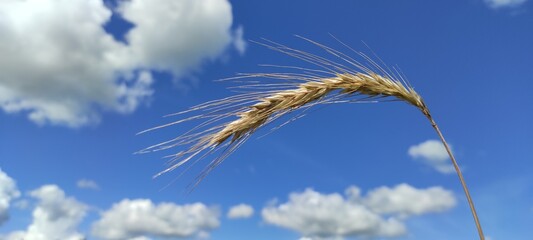 ears of wheat