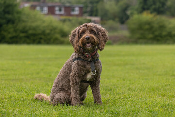 Brown cockapoo wearing dog collar and harness sitting on the grass in a public park