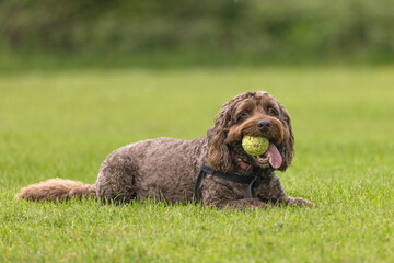 Brown cockapoo with tennis ball in mouth and tongue sticking looking at camera while lying down on the grass. Funny dog face and expression