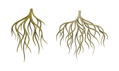 Branching Root as Tree Part Below the Surface of Soil Vector Set