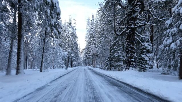 Driving through Yosemite Valley during a snowy winter in Yosemite National Park, California.