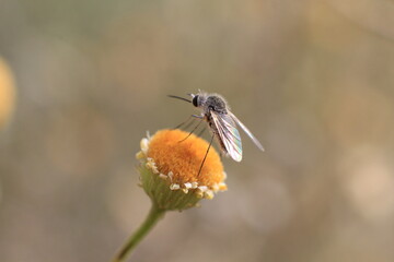 macro shoot a view fly on flower