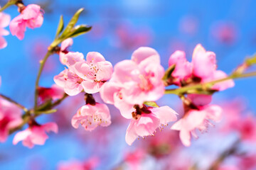 Pink peach flowers blooming on peach tree, selective focus. Peach blossom in spring in sky background.