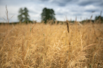 field of wheat