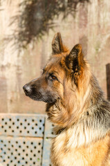 Portret of Long-haired German Shepherd close-up