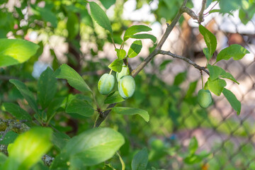 Plums are green in the sunlight on a branch in the garden in summer