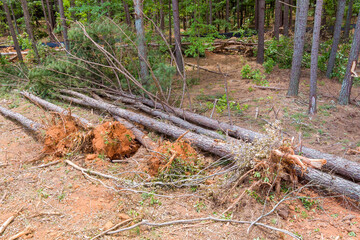 A construction site with trees uprooted roots, landscape that was cleared for a new subdivision...