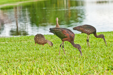 front view, medium distance of two reddish egrets, digging for grubs in grass on the tropical shoreline of a lake