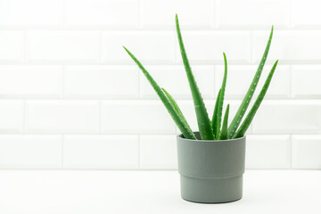 A green plant aloe standing in the bathroom. Planting and gardening at home concept