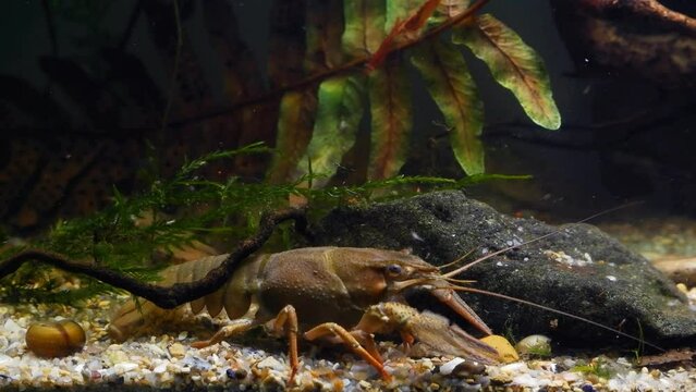 narrow-clawed crayfish crawl with claws on gravel sandbed in planted biotope aquarium, wild caught freshwater decapod crustacean species, highly adaptable animal, shallow dof headshot macro movie