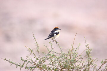 black backed shrike