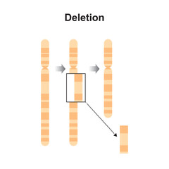 Scientific Designing of Deletion Chromosomal Mutation. Colorful Symbols. Vector Illustration.