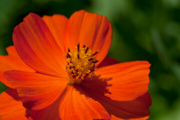 Orange Cosmos Wildflower Closeup Petals