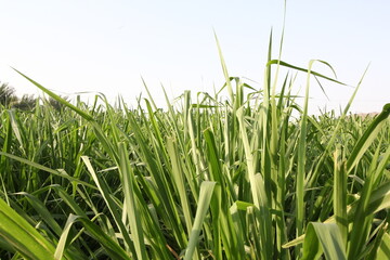 green grass in the wind