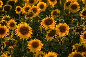 Fototapeta premium fruitful Beautiful sunflower on a sunny day with a natural background. Selective focus. High quality photo, against sunset golden light, Sunflower blooming. Close-up of sunflower. yellow oange