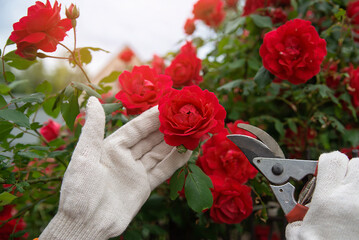 garden tool pruner in hands against the background of a lush bush bloom of red roses