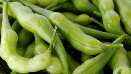 Rat tail radish (Raphanus sativus var. caudatus) macro view. Green vegetable close-up background.