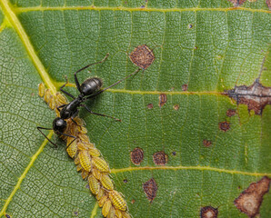 ant on a leaf eating