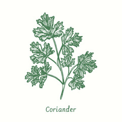 Coriander green twig.  Ink black and white doodle drawing in woodcut style