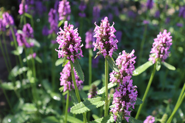Blooming Betonica officinalis, common names betony, purple betony, common hedge nettle. Medicinal plants, and herbs in the garden.Blurred background.