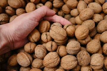 Walnuts with shells in hand. Filled background. Walnuts texture. Abstract nuts heap pattern background