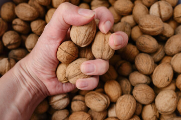 Walnuts with shells in hand. Filled background. Walnuts texture. Abstract nuts heap pattern background