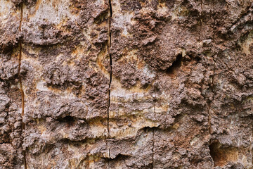 The texture of the bark of a tree. Wooden background. Place for text. Pattern
