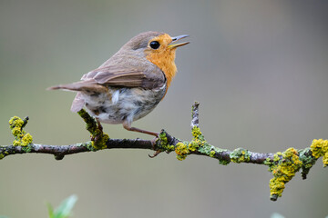 Eastern warbler sitting in nature