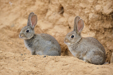 Desert cottontails sitting on sand