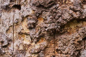 The texture of the bark of a tree. Wooden background. Place for text. Pattern
