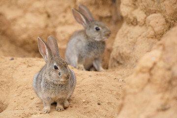 Curious desert cottontails near cliffs