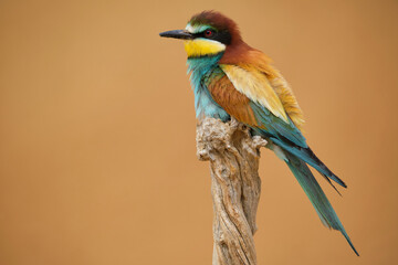 Colorful European bee eater on snag