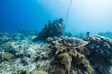 Seascape with Hawksbill Sea Turtle in the Caribbean Sea around Curacao