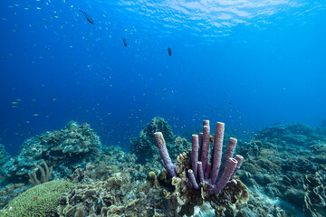 Seascape with various fish, coral, and sponge in the coral reef of the Caribbean Sea, Curacao