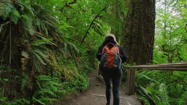 Girl hiking during vacation at wilderness area of Olympic National Park. Back view of a backpacker walking along the trail surrounded by giant trees and fern bushes. High quality 4k footage