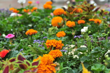 A flower is a system of organs of seed reproduction of flowering (angiosperm) plants.