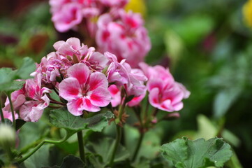 A flower is a system of organs of seed reproduction of flowering (angiosperm) plants.