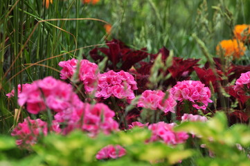 A flower is a system of organs of seed reproduction of flowering (angiosperm) plants.