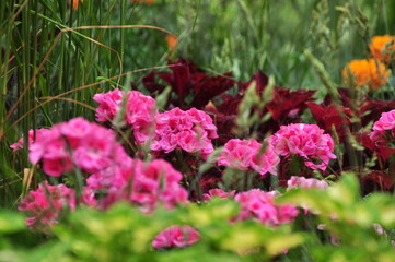 A flower is a system of organs of seed reproduction of flowering (angiosperm) plants.