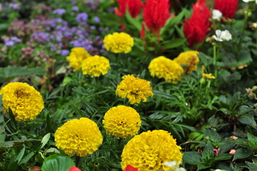 Fototapeta premium A flower is a system of organs of seed reproduction of flowering (angiosperm) plants.
