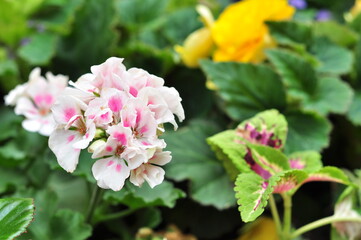 A flower is a system of organs of seed reproduction of flowering (angiosperm) plants.