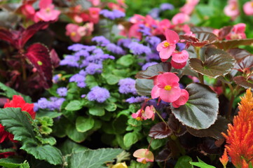 A flower is a system of organs of seed reproduction of flowering (angiosperm) plants.